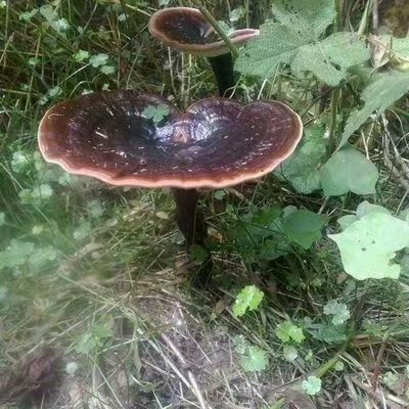 大山里的纯野生灵芝