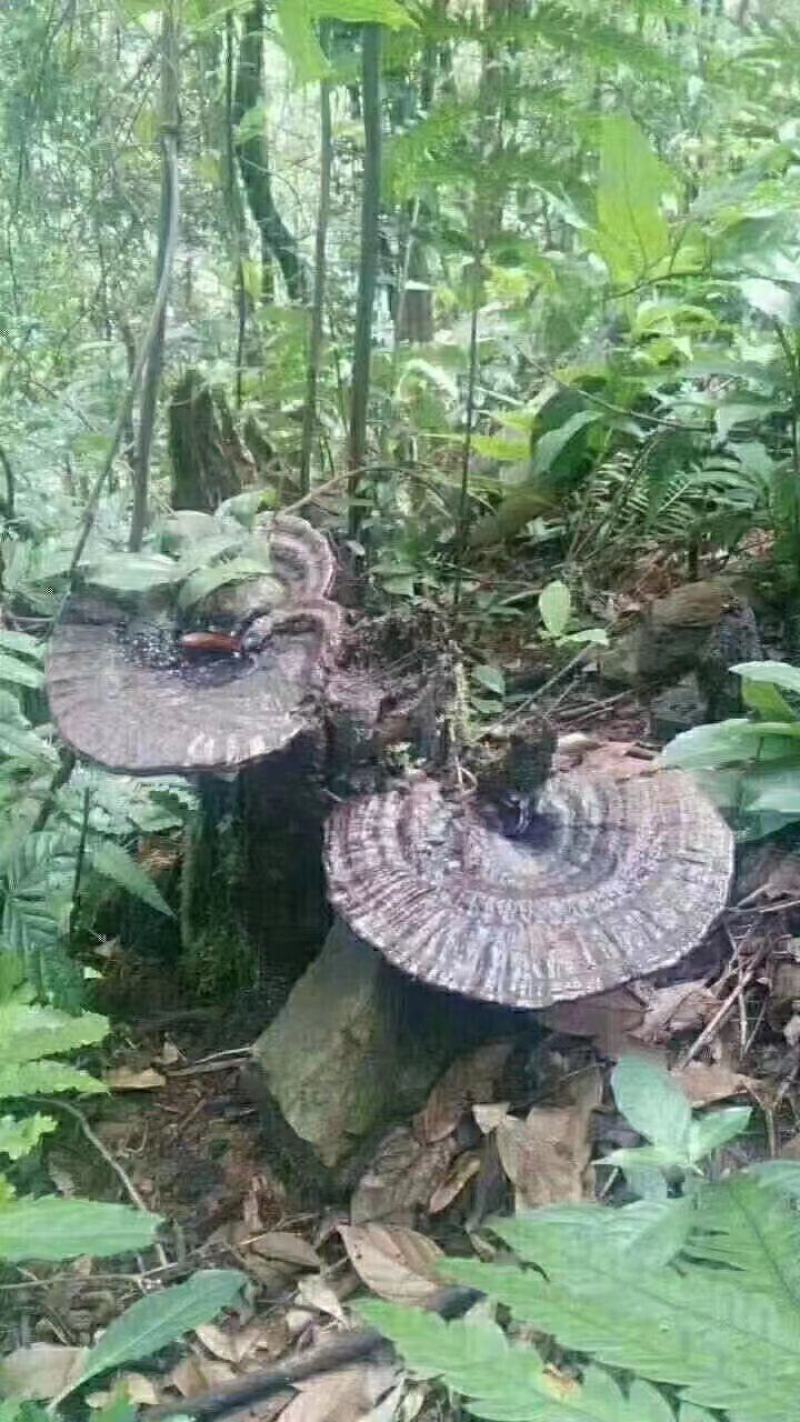 大山里的纯野生灵芝
