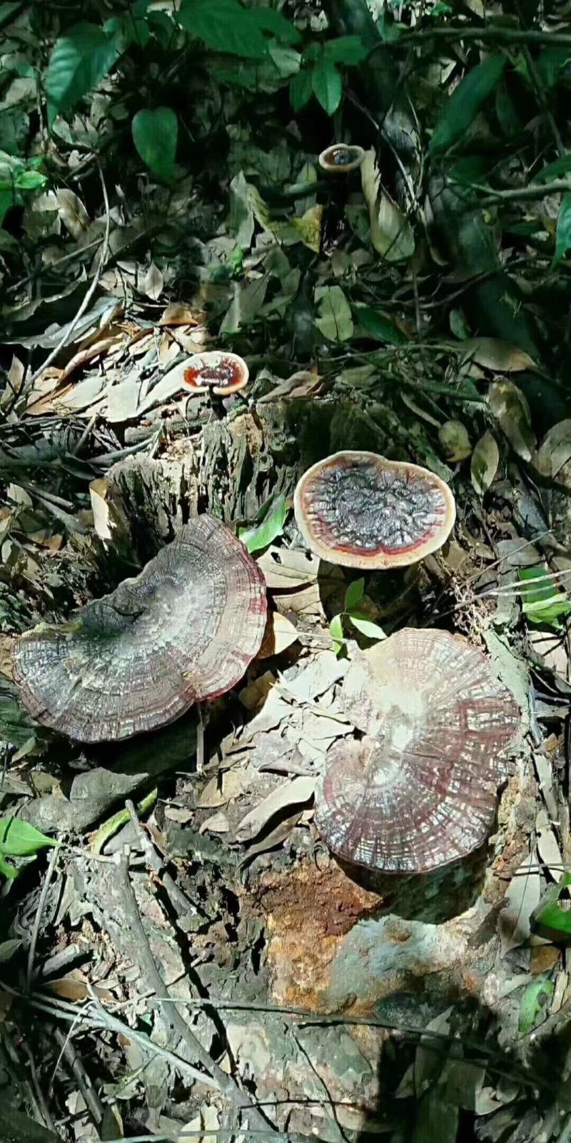 大山里的纯野生灵芝