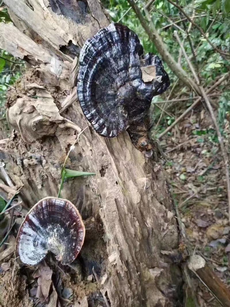 大山里的纯野生灵芝