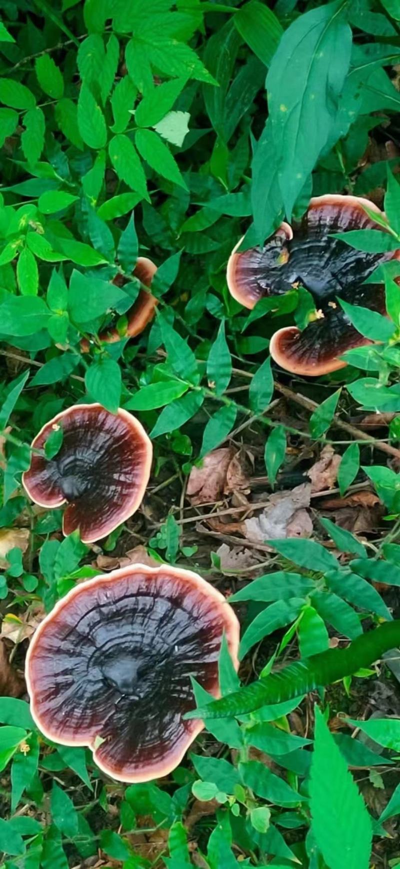 大山里的纯野生灵芝