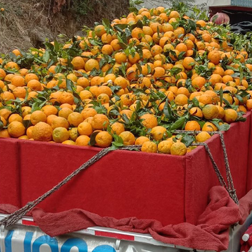 精品黄果柑产地大量供应代发全国可视频看货