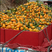 精品黄果柑产地大量供应代发全国可视频看货