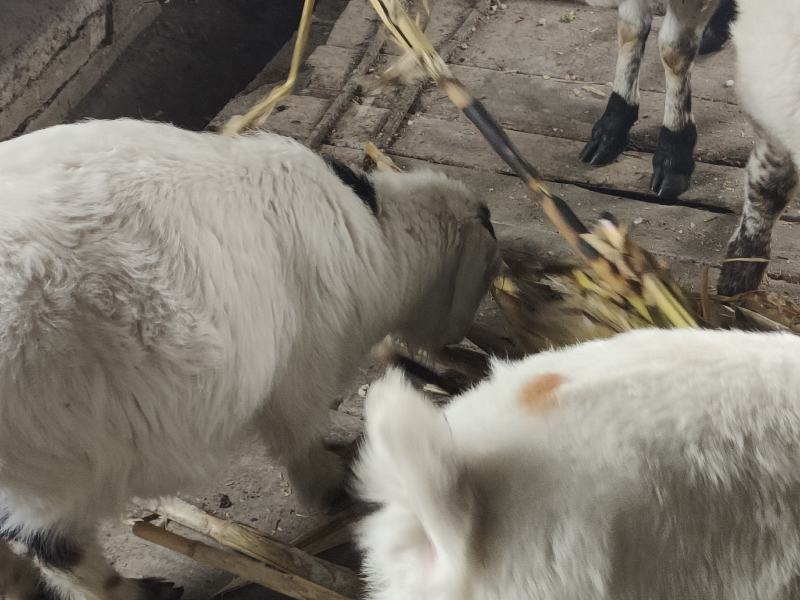 两只小羊
