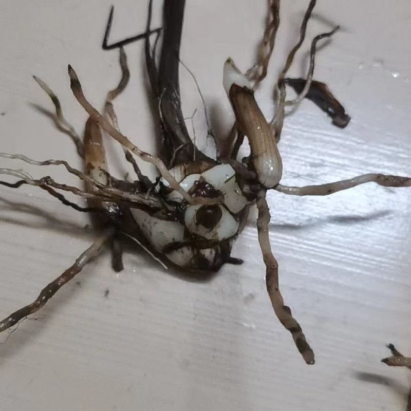 露天白芨种苗
