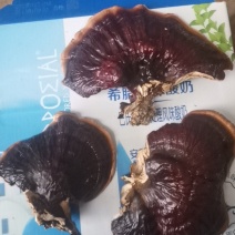 网红款鲜亮味道不苦形状好看大号金边灵芝通货煲汤茶饮炖肉