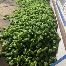 产地精品蔬菜