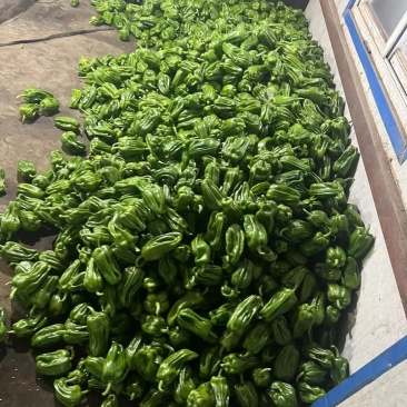 产地精品蔬菜