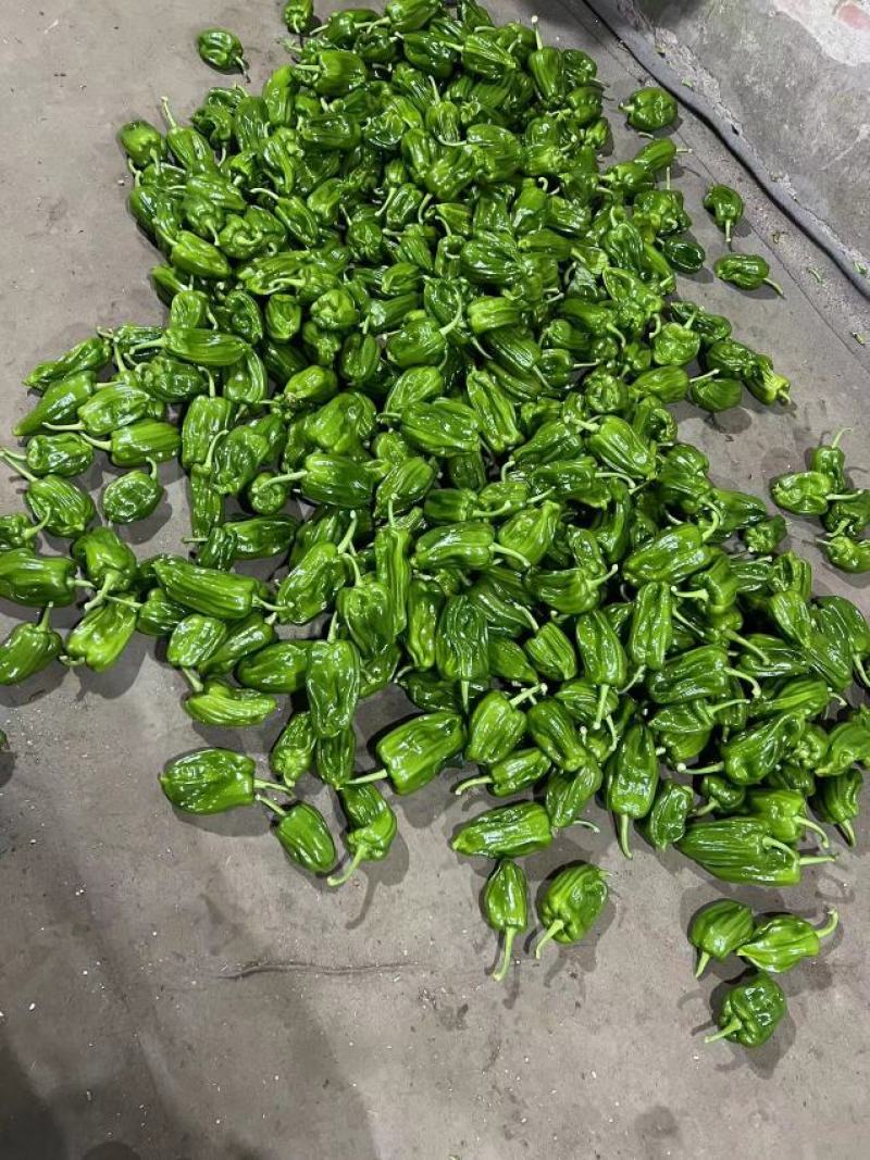 产地精品蔬菜