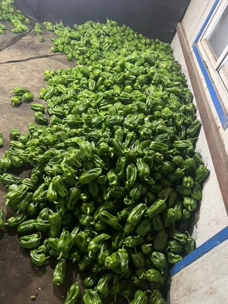 产地精品蔬菜