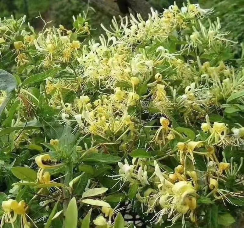 大山里的纯野生金银花