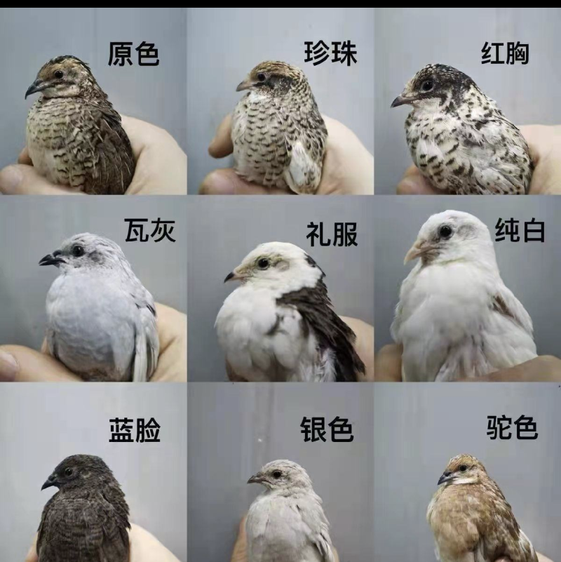 芦丁鸡网红鸡