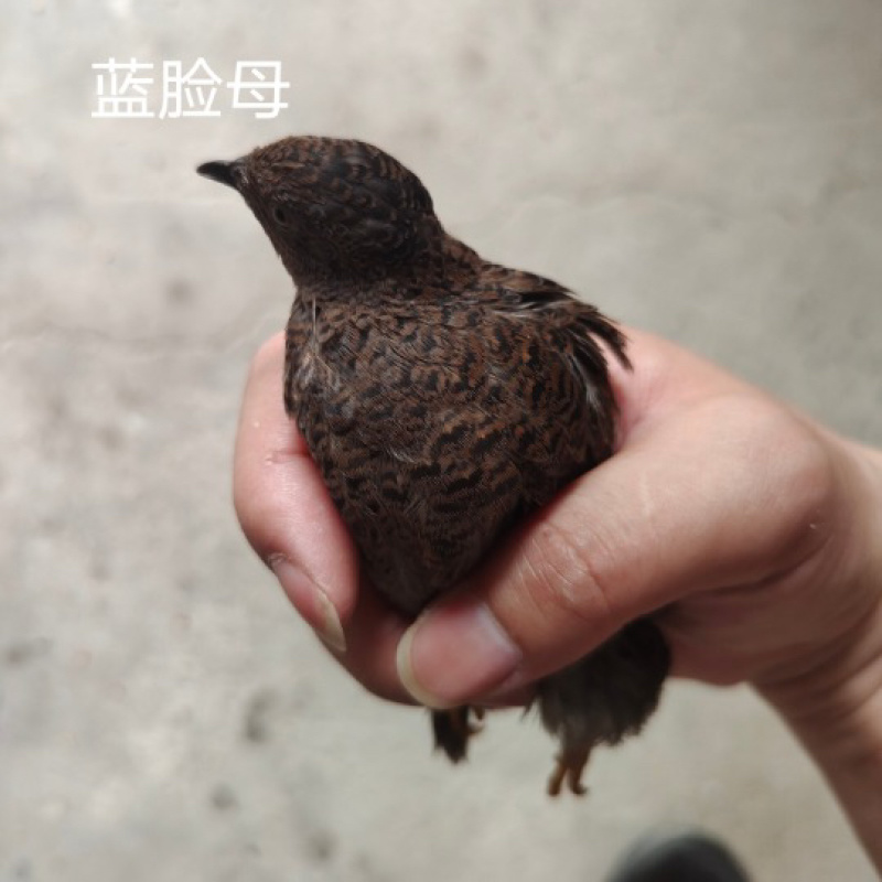芦丁鸡网红鸡