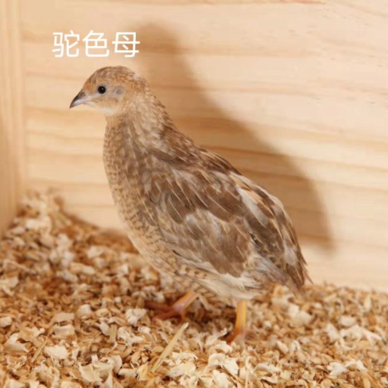 芦丁鸡网红鸡