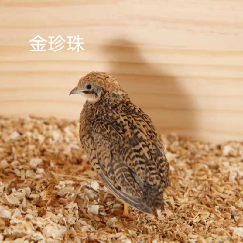 芦丁鸡网红鸡