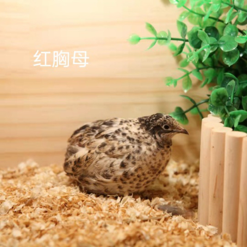 芦丁鸡网红鸡