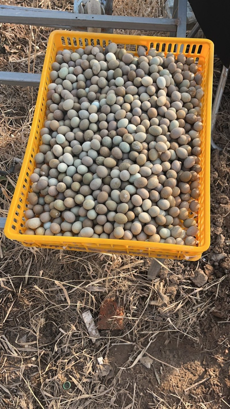 芦丁鸡网红鸡
