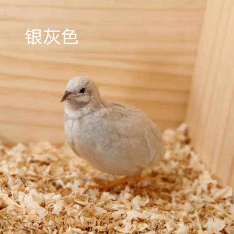 芦丁鸡网红鸡