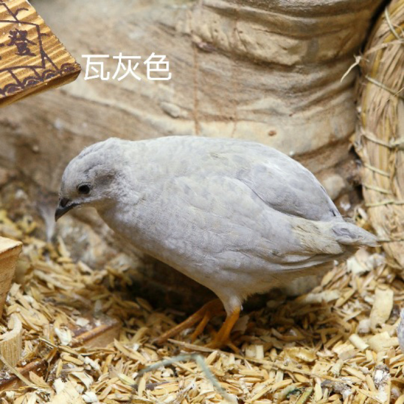 芦丁鸡网红鸡