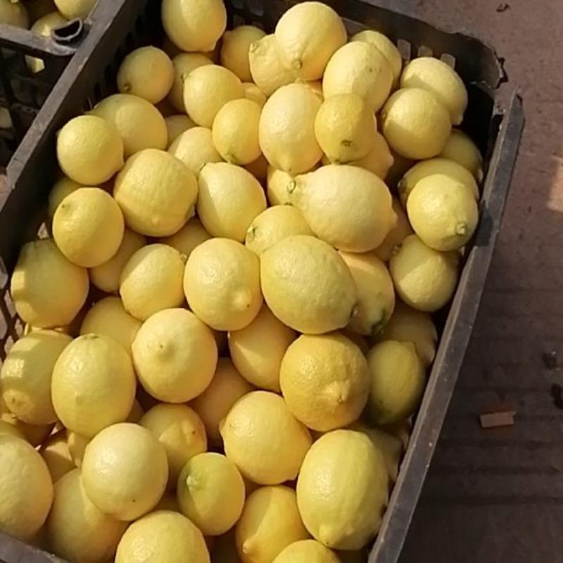 【包邮】柠檬安岳柠檬黄柠檬尤力克柠檬自有园子【热卖中】
