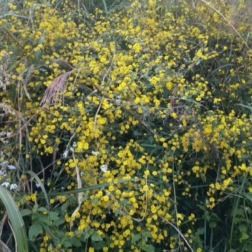 纯野生菊花