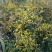 纯野生菊花