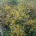 纯野生菊花