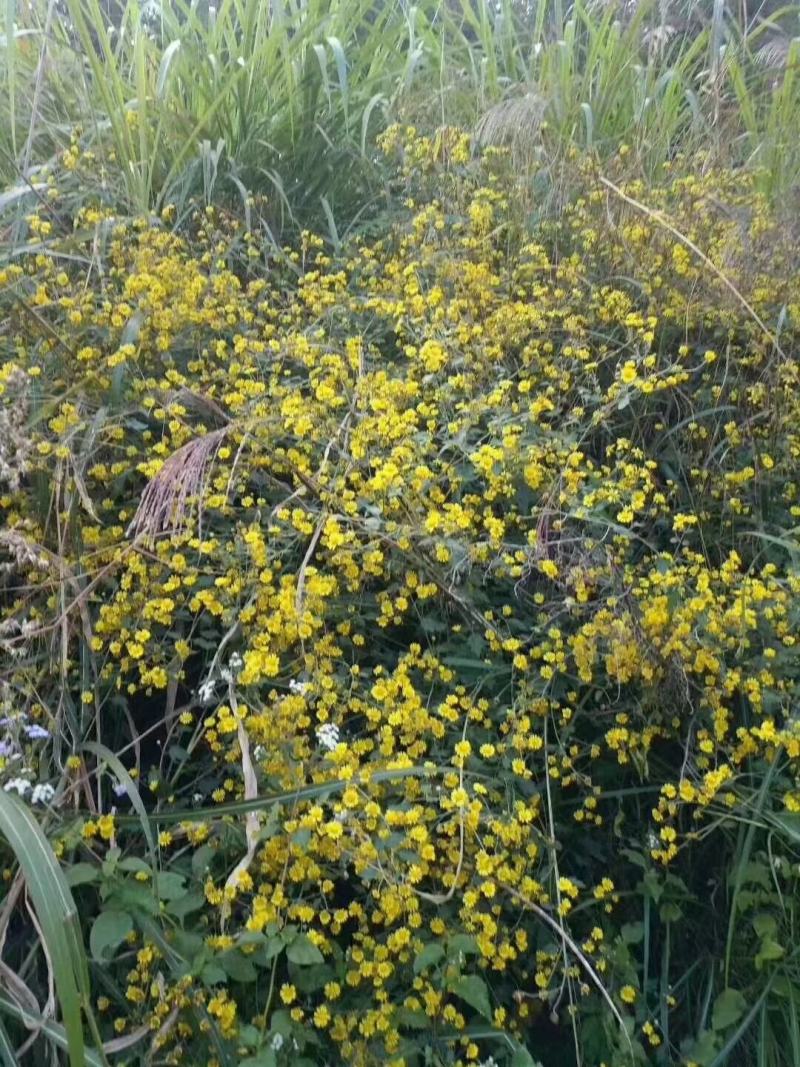 纯野生菊花
