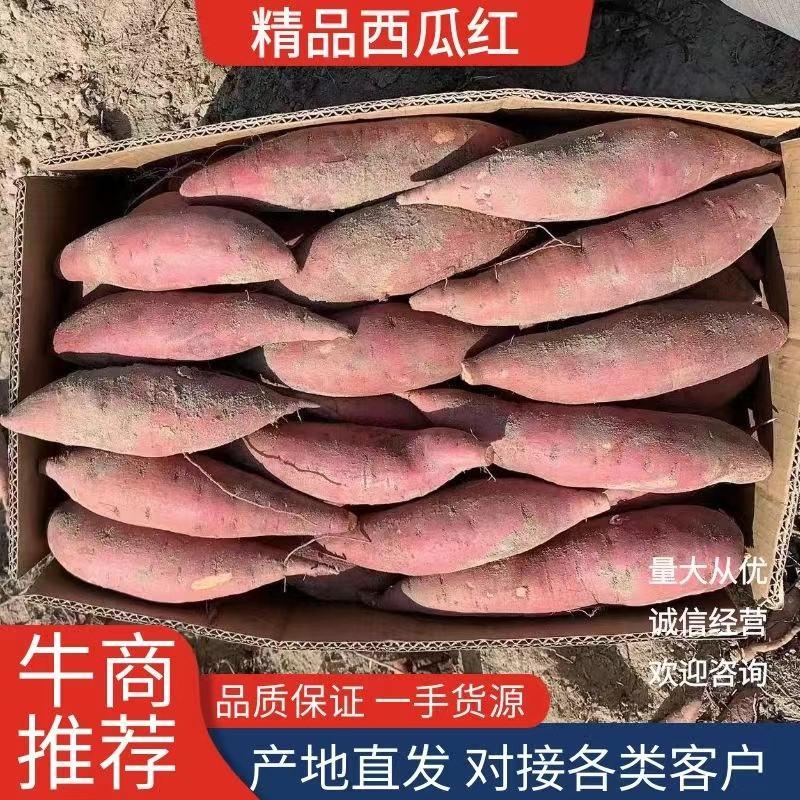 广东汕尾精品西瓜红红书广东红薯品质保证
