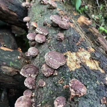 本地高山香菇