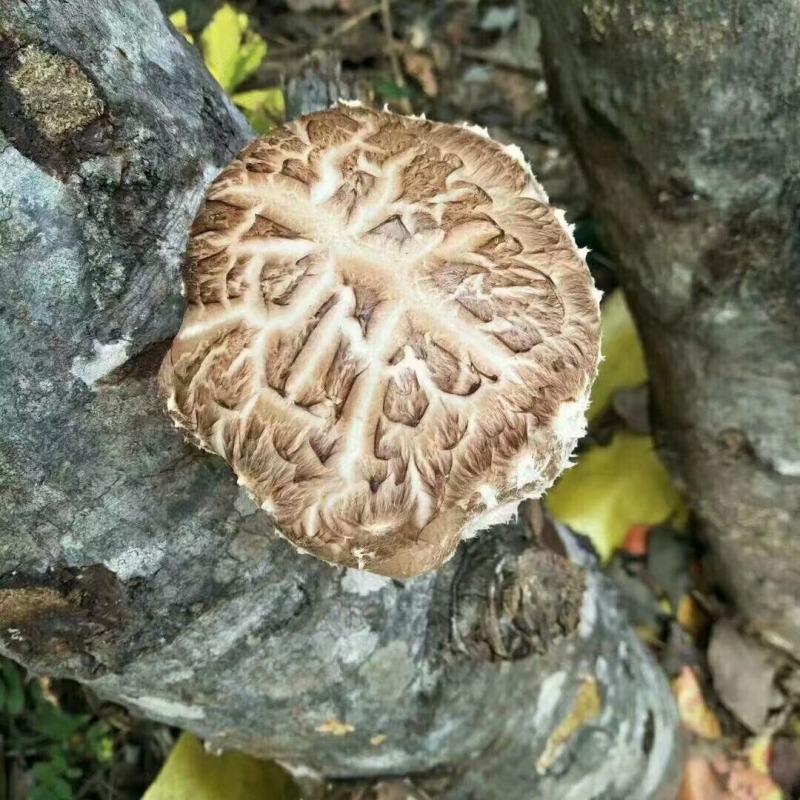 本地高山香菇