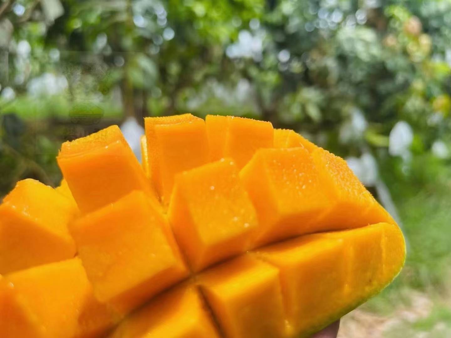 芒果沙拉摆盘图