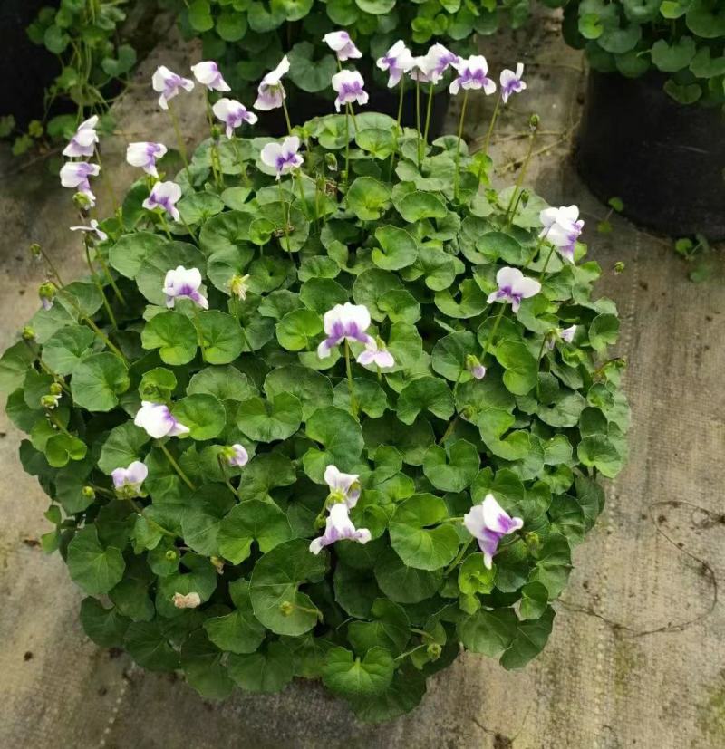 2302基地供应熊猫堇杯苗盆苗别墅庭院花园地被