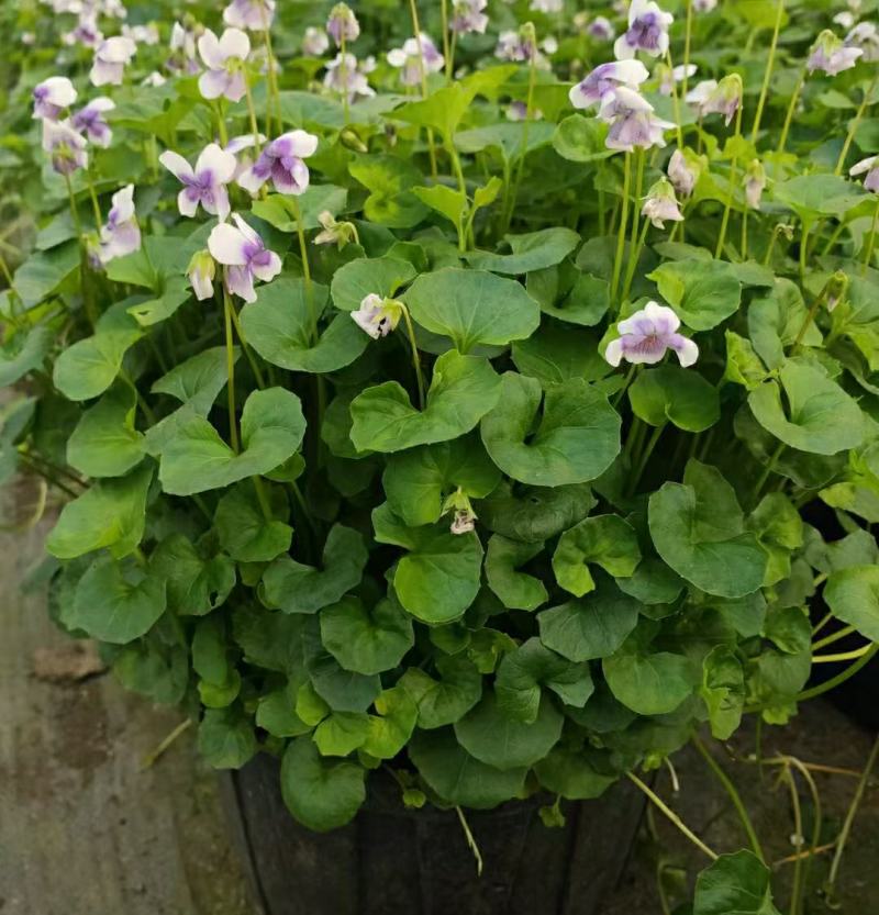 2302基地供应熊猫堇杯苗盆苗别墅庭院花园地被