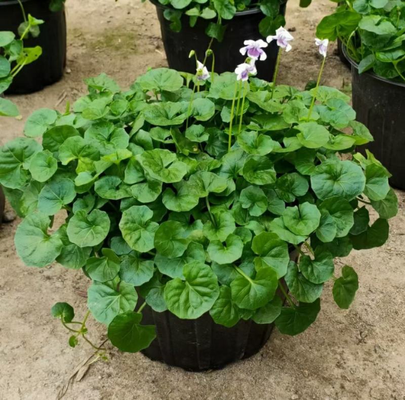 2302基地供应熊猫堇杯苗盆苗别墅庭院花园地被