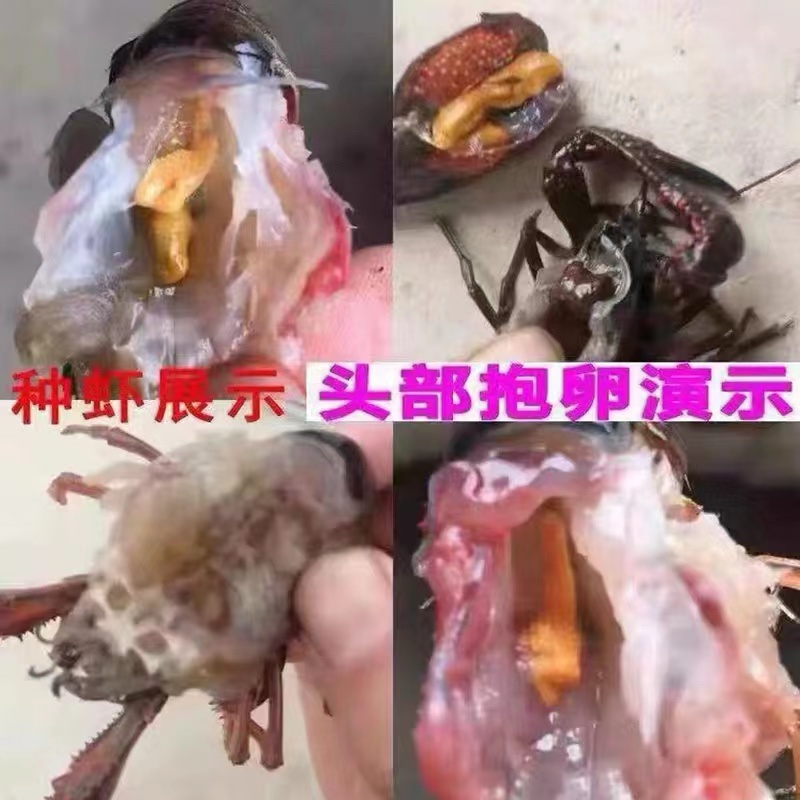 淡水大品种种虾，全部头部抱卵。全国发货.死亡包赔。