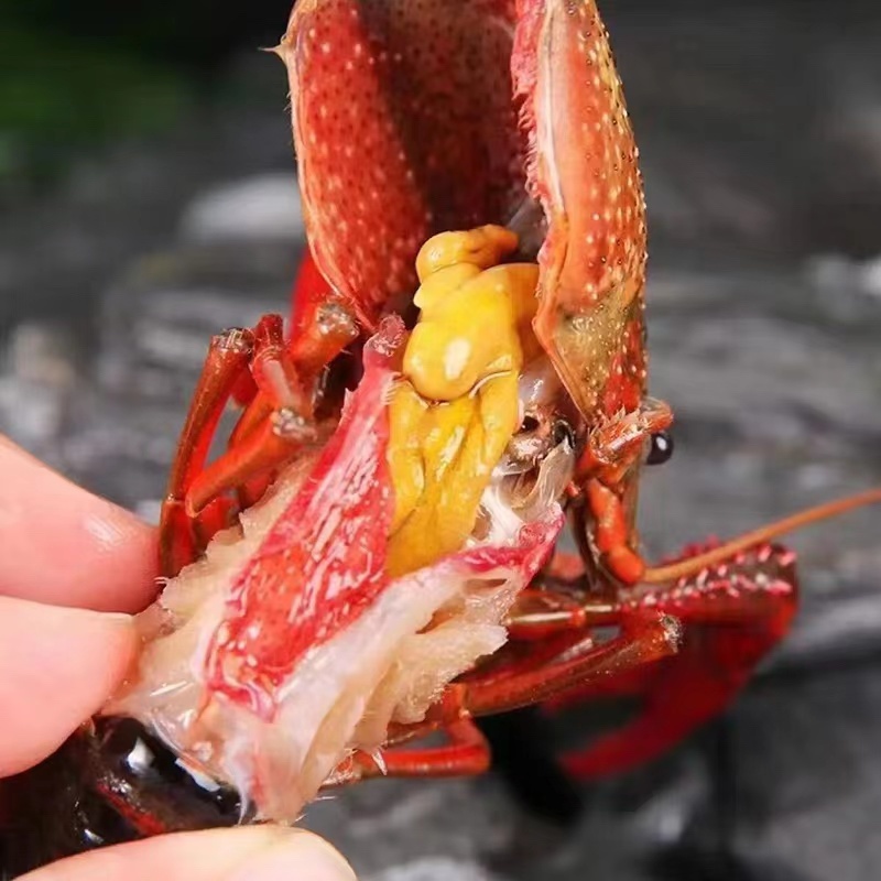 淡水大品种种虾，全部头部抱卵。全国发货.死亡包赔。