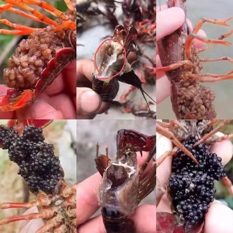 淡水大品种种虾，全部头部抱卵。全国发货.死亡包赔。