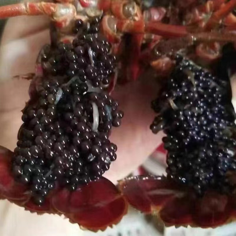 淡水大品种种虾，全部头部抱卵。全国发货.死亡包赔。