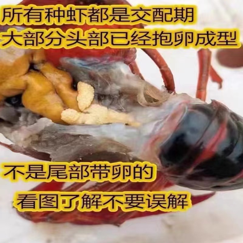 淡水大品种种虾，全部头部抱卵。全国发货.死亡包赔。