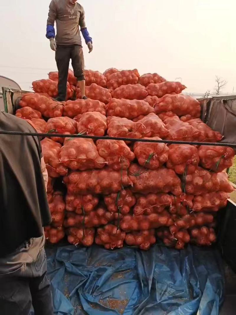 云南精品黄皮洋葱，产地直采直销，货源稳定供应
