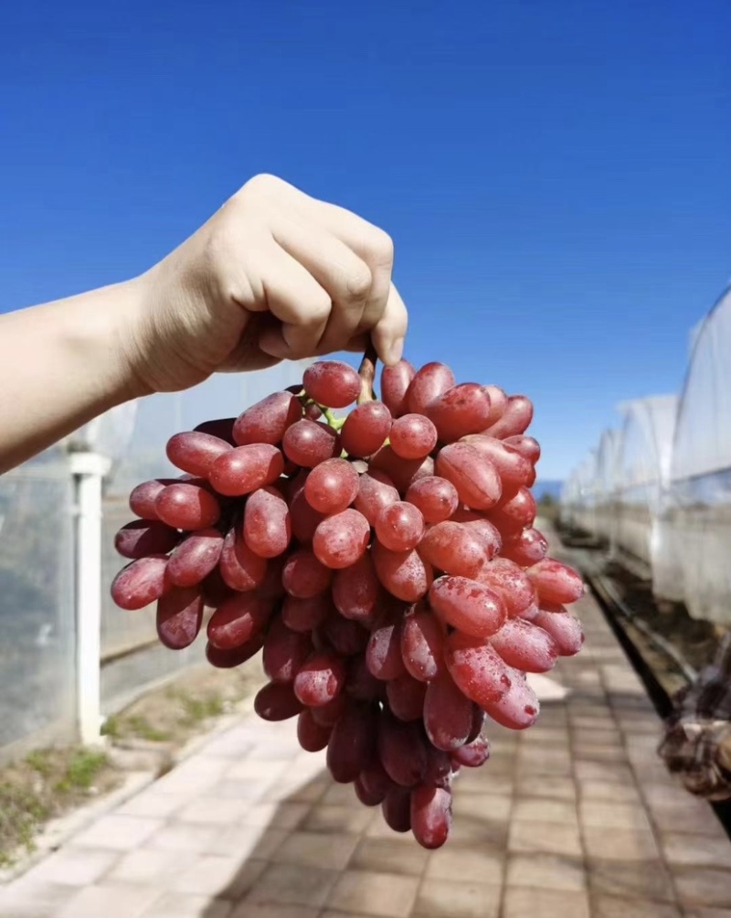 克伦生葡萄口味甜中带着微微的酸、没有籽实。