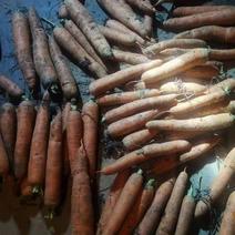 大量供应金乡胡萝卜可供电商超市市场各种规格加工