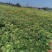 小提头秋绿60白菜质量保证价格实惠全国发货欢迎咨询