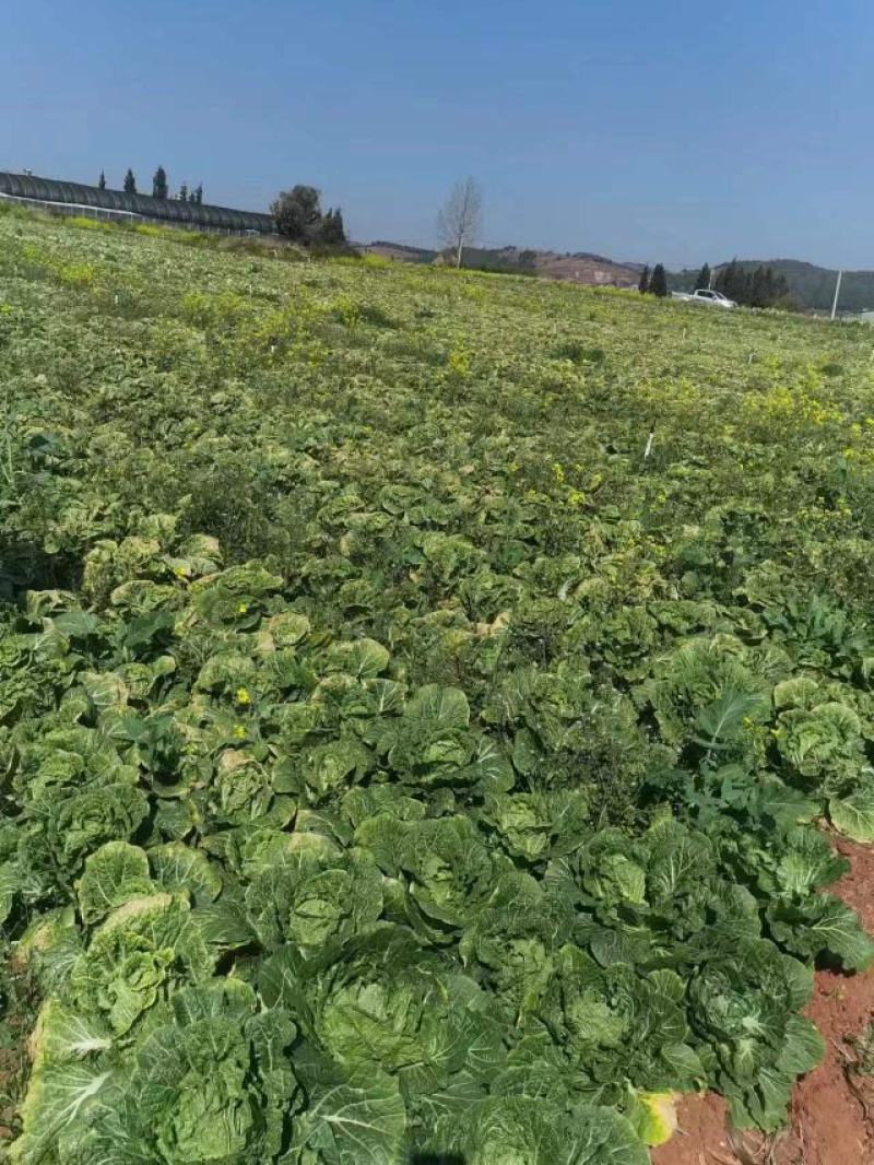 小提头秋绿60白菜质量保证价格实惠全国发货欢迎咨询