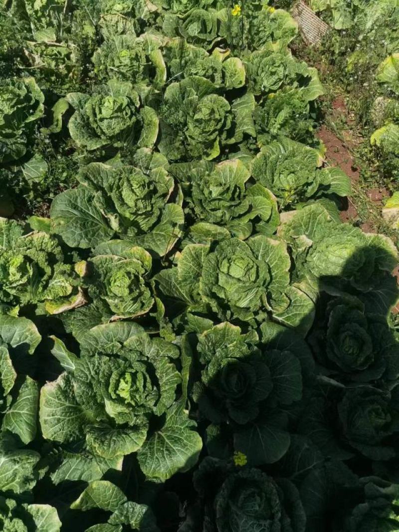小提头秋绿60白菜质量保证价格实惠全国发货欢迎咨询