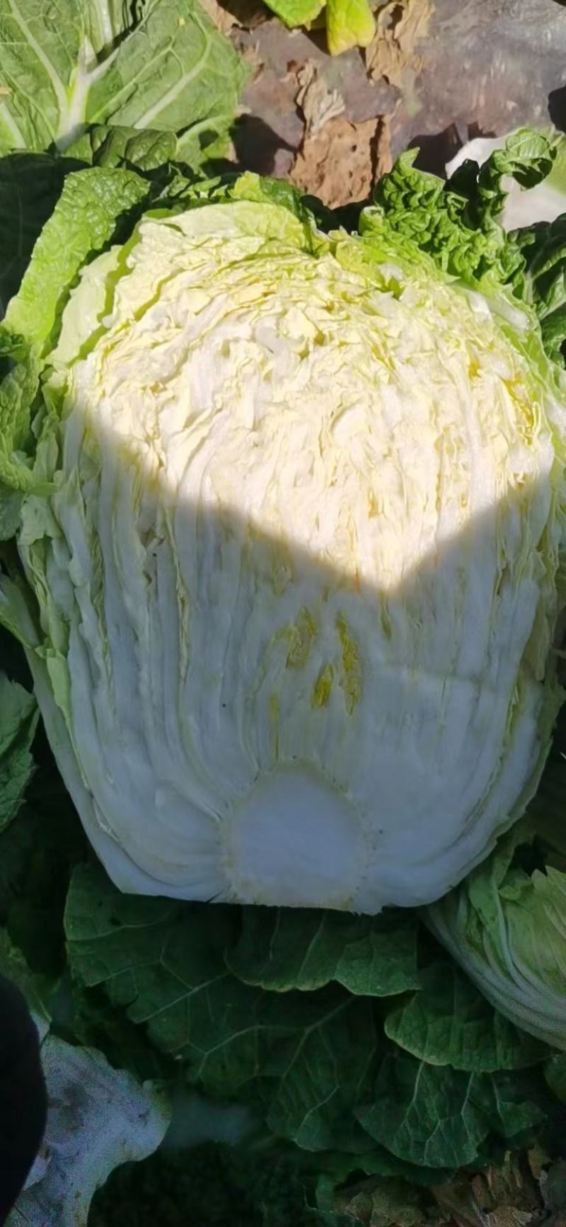 精品娃娃菜质量保证价格实惠规格齐全地头价格