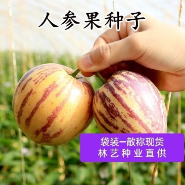 人参果种子四季菜园庭院阳台盆栽高产人参果奶香黄肉