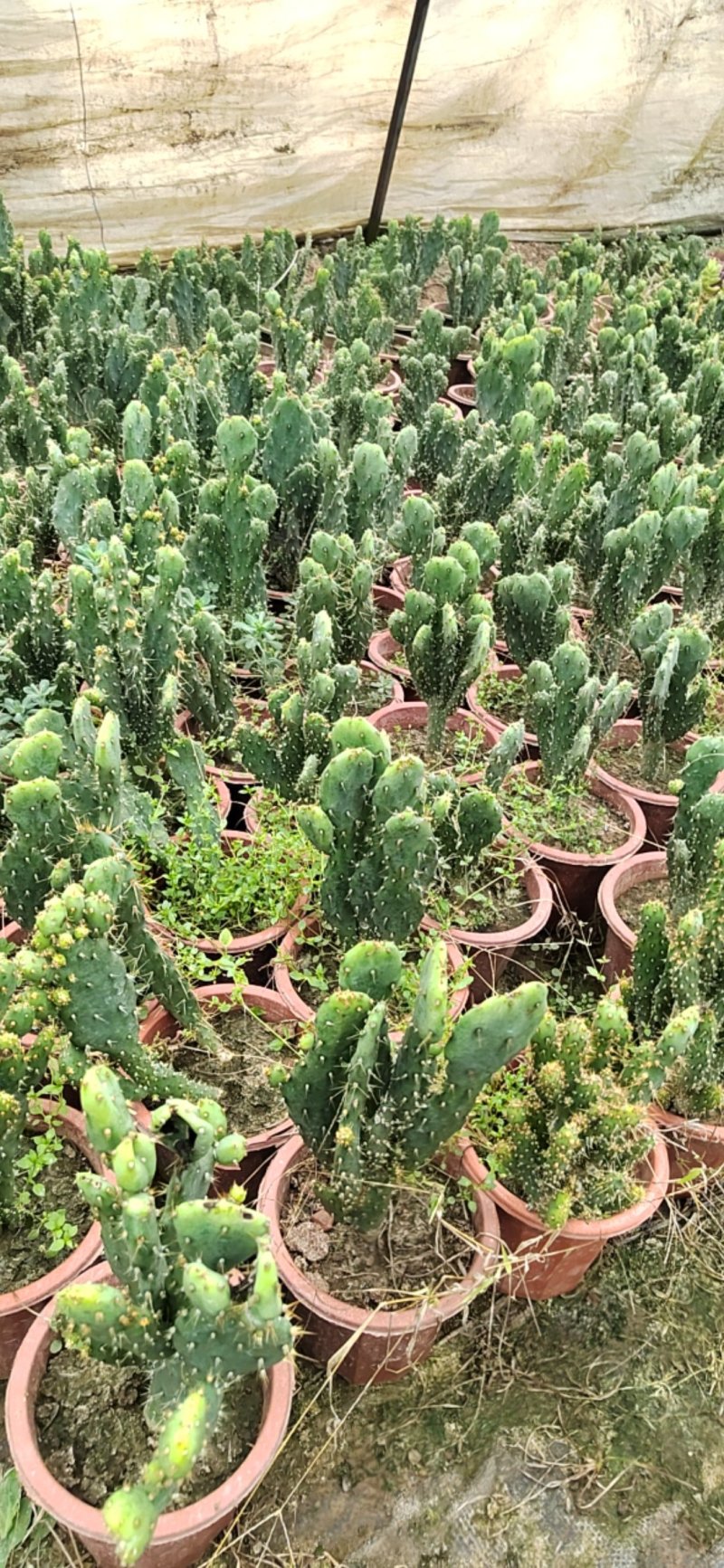 多肉植物