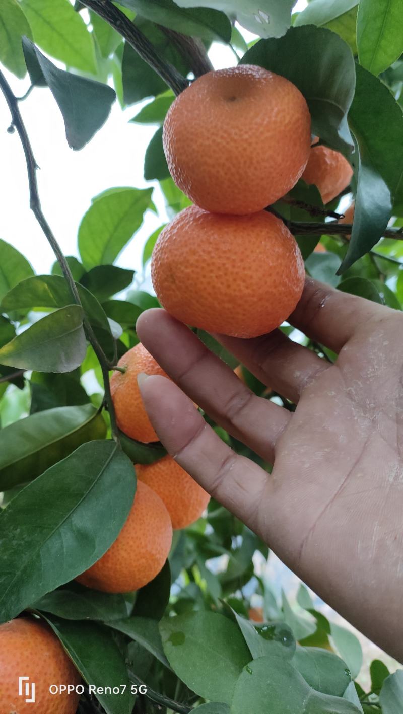 砂糖橘
